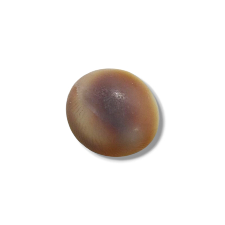Gomta Chakra